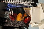 2014 Fall Winter', 'Sophia Webster', 'Full Length', 'WEBSTER_WCFF14_365.JPG